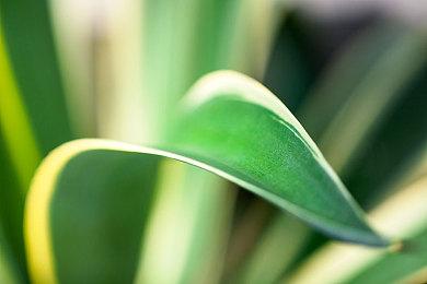 《人中之龙８外传 Pirates in Hawaii》最新资讯公开：介绍初期剧情和主要人物等